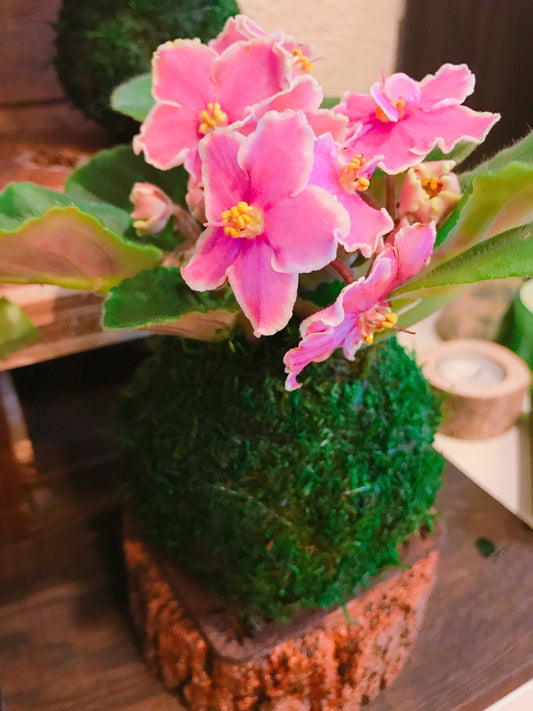 Pink African Violet Kokedama - Japanese indoor garden technique Moss ball