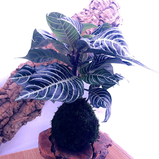 Zebra large plant kokedama, mossball, Japanese traditional indoor garden technique.