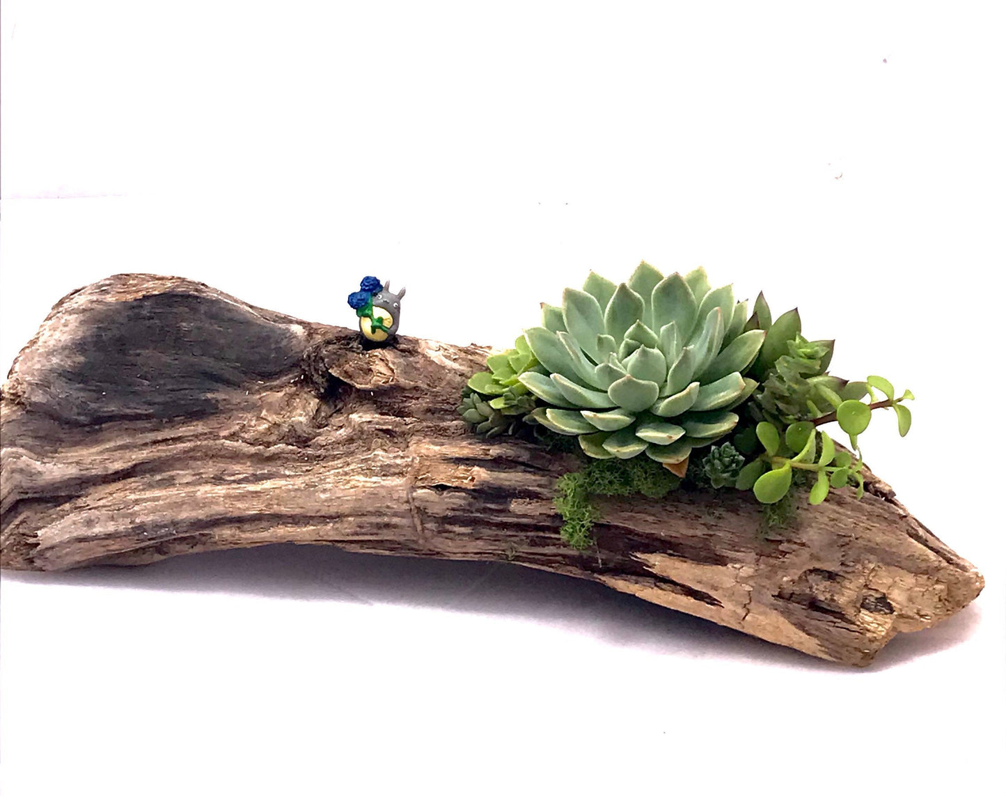 Live Succulent Driftwood Arrangement - Totoro-Inspired Design