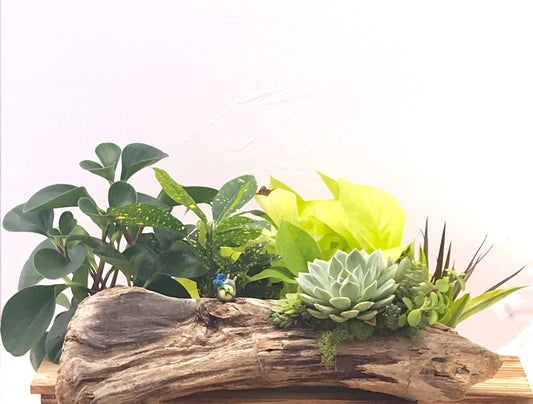 Live Succulent Driftwood Arrangement - Totoro-Inspired Design