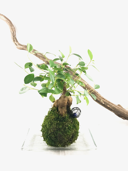 Kokedama - Bonsai Moss ball Ginseng Ficus(Banyan) - seat of the soul tree -