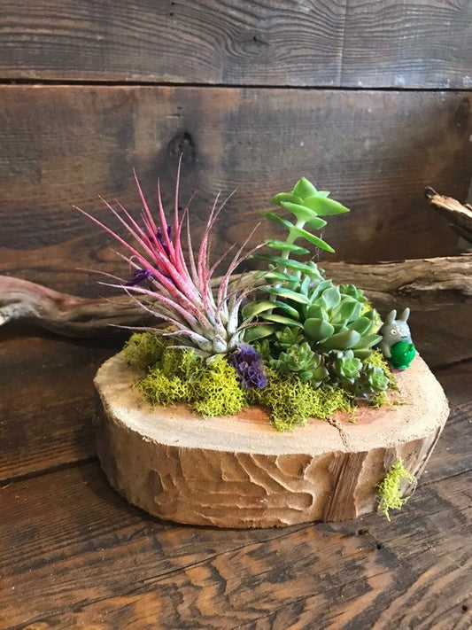 Succulents and tillandsia airplant in a Tree Stump Planter with Miniature Totoro doll. ONE OF A KIND