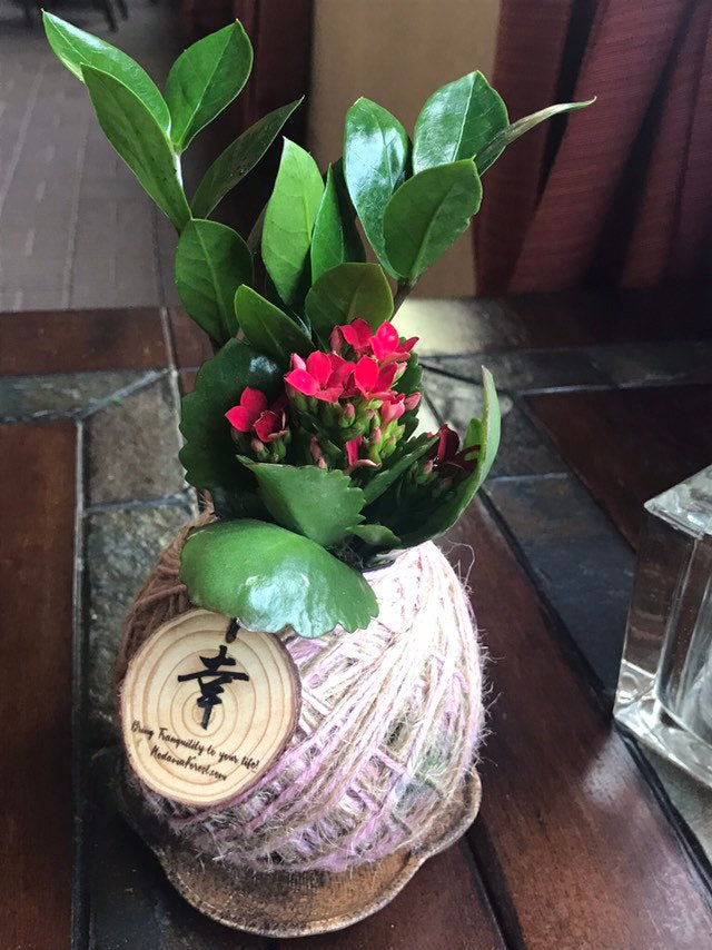 Kalanchoe & zee zee plant mix Kokedama - Moss ball - tranquil, mindfulness, bring smile!