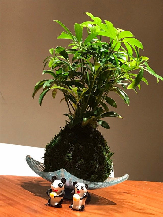 Schefflera Kokedama - Moss ball, Japanese Traditional Garden Technique