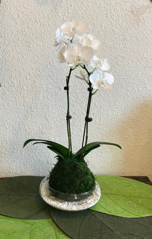 Kokedama - Moss ball with beautiful large white-two stem orchid