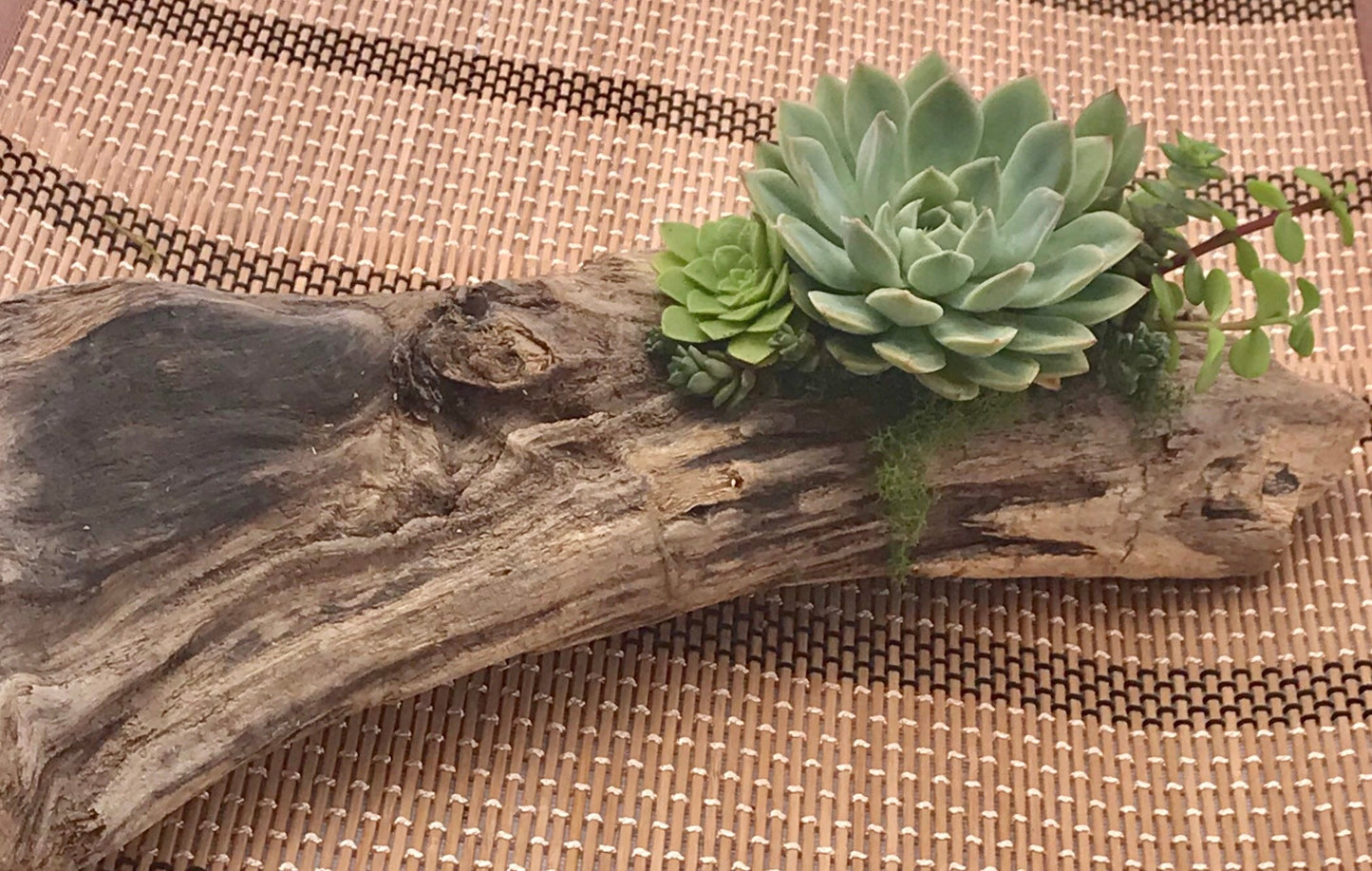 Driftwood succulent garden with totoro! Totoro's forest.