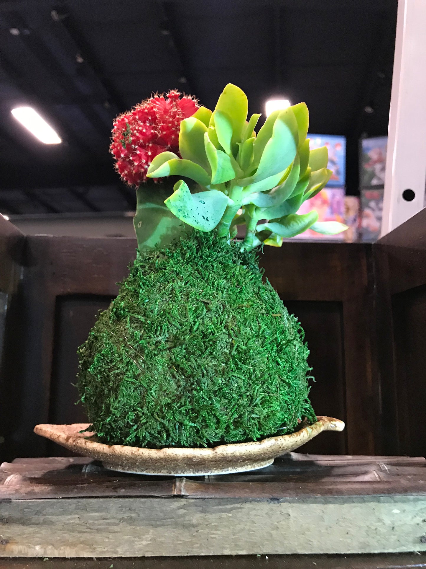 Moon Cacti Grafted with succulent combo Kokedama - Japanese Living Art - Moss ball