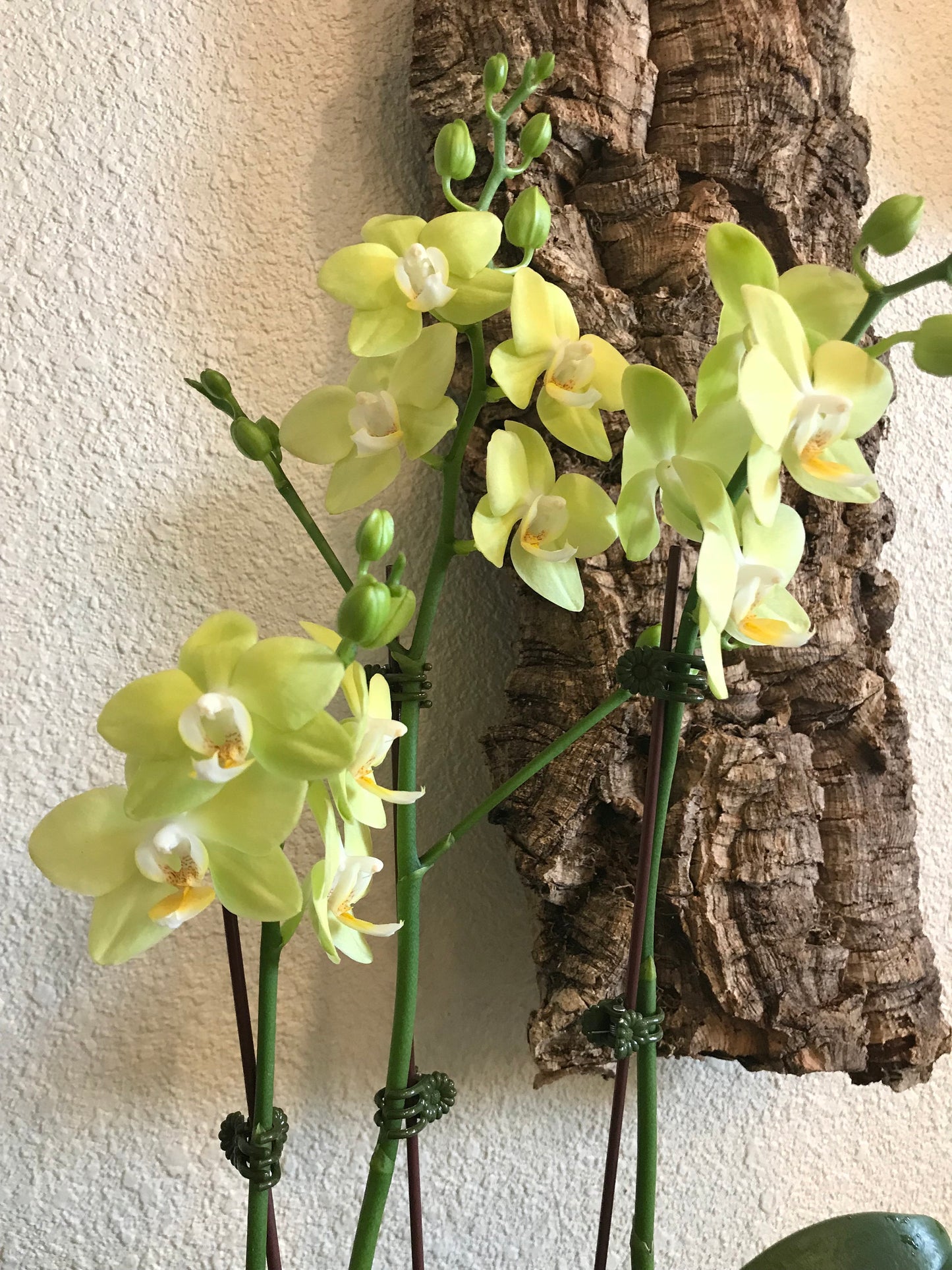 Kokedama - Moss ball with beautiful large yellow-three stem orchid