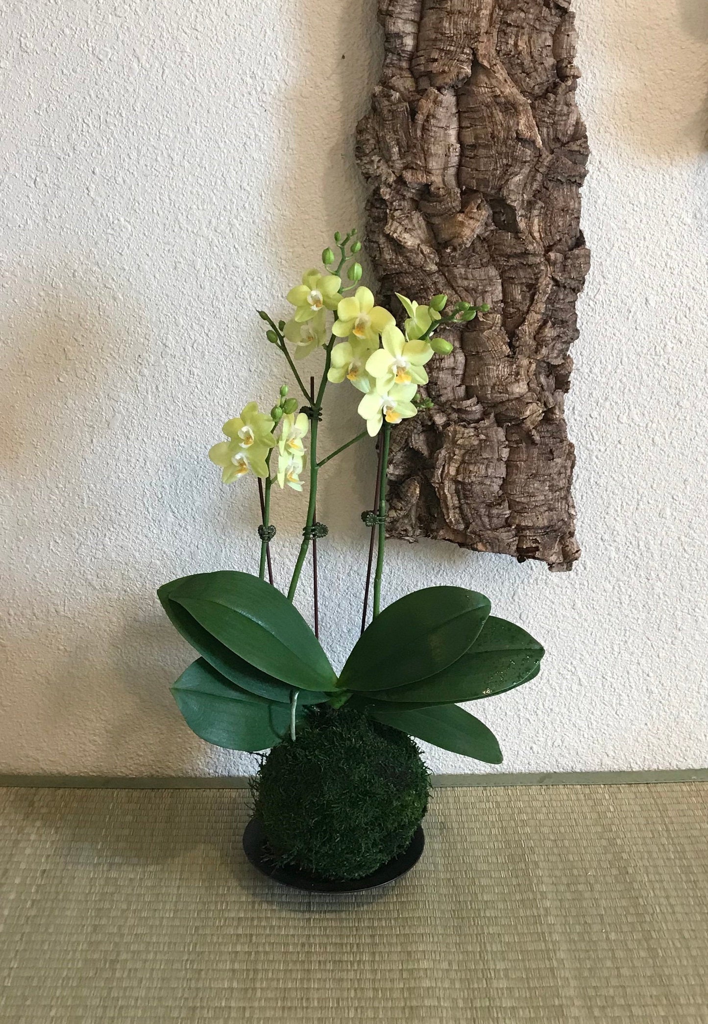 Kokedama - Moss ball with beautiful large yellow-three stem orchid