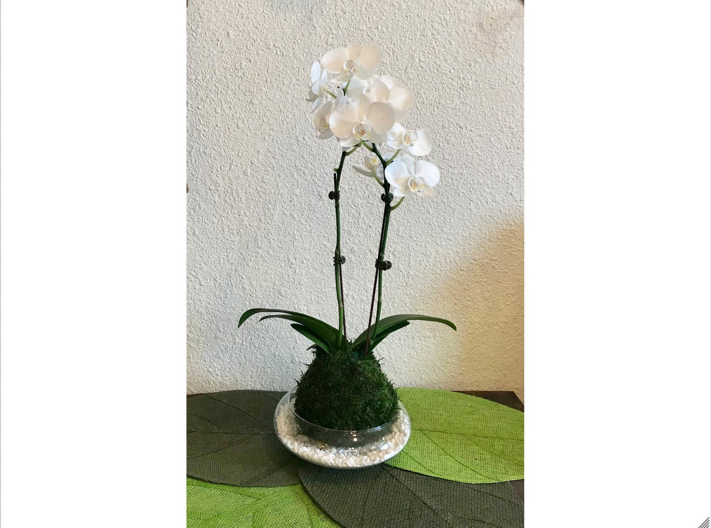 Kokedama - Moss ball with beautiful large white-two stem orchid