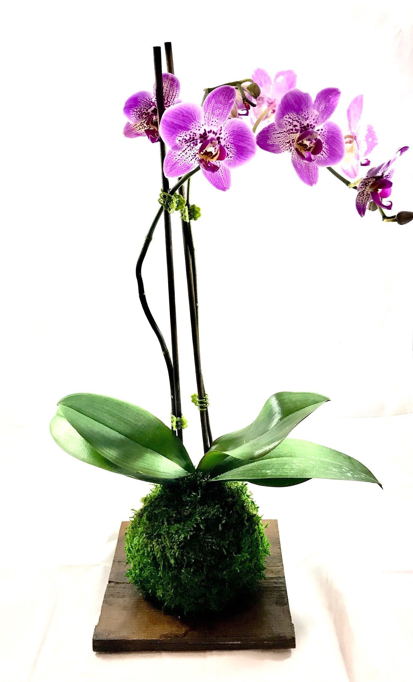 Kokedama - Moss ball, Purple beautiful orchid. Great for Mother's day gift!
