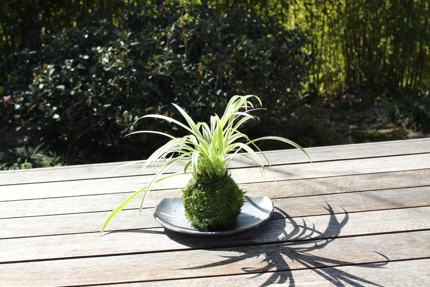 Spider plant (Chlorophytum comosum) Kokedama - Moss ball, One of NASA’s ‘Top Clean Air Plants!
