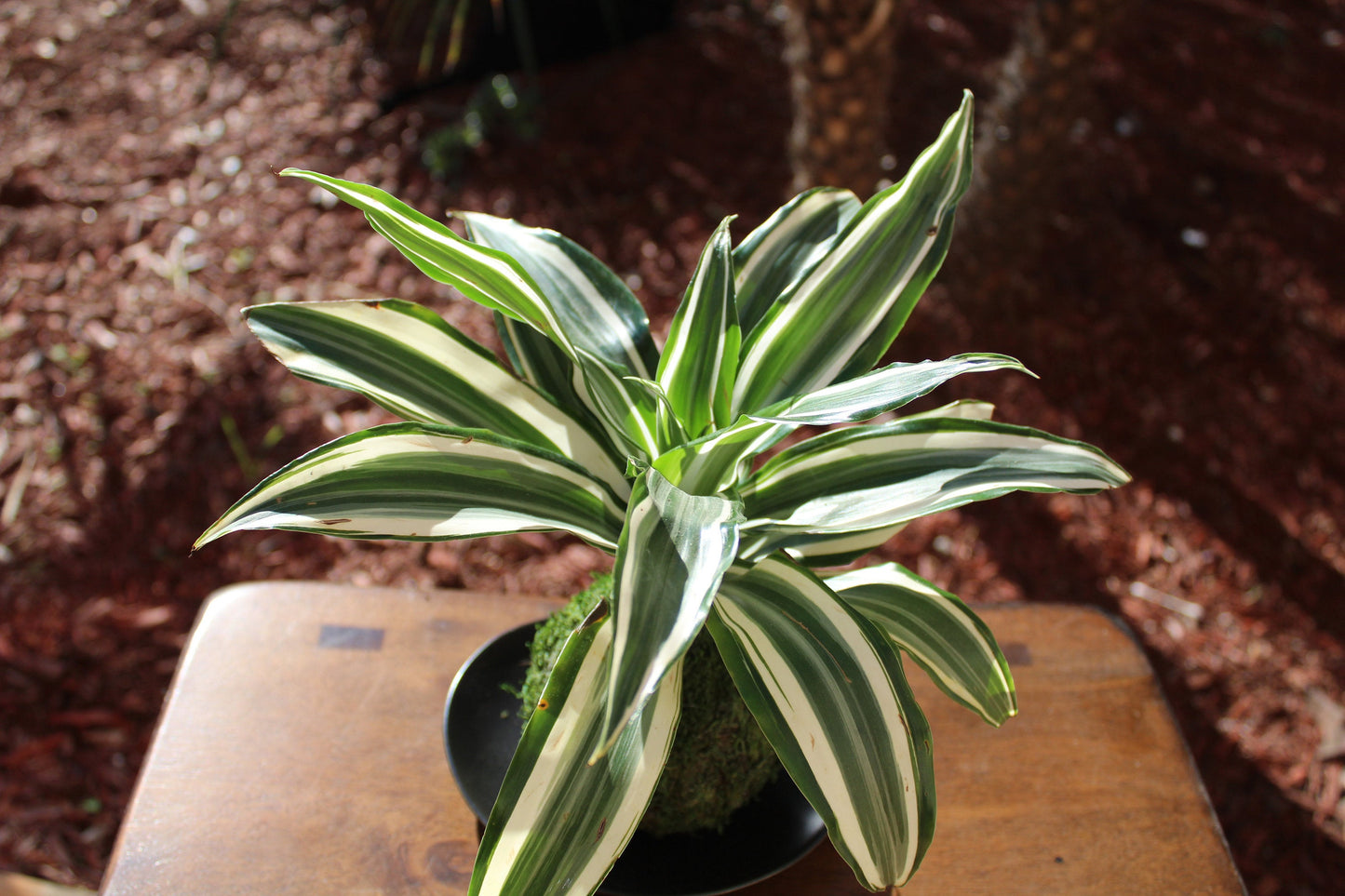 Dracaena Warneckii green & white combination color Kokedama - Moss ball