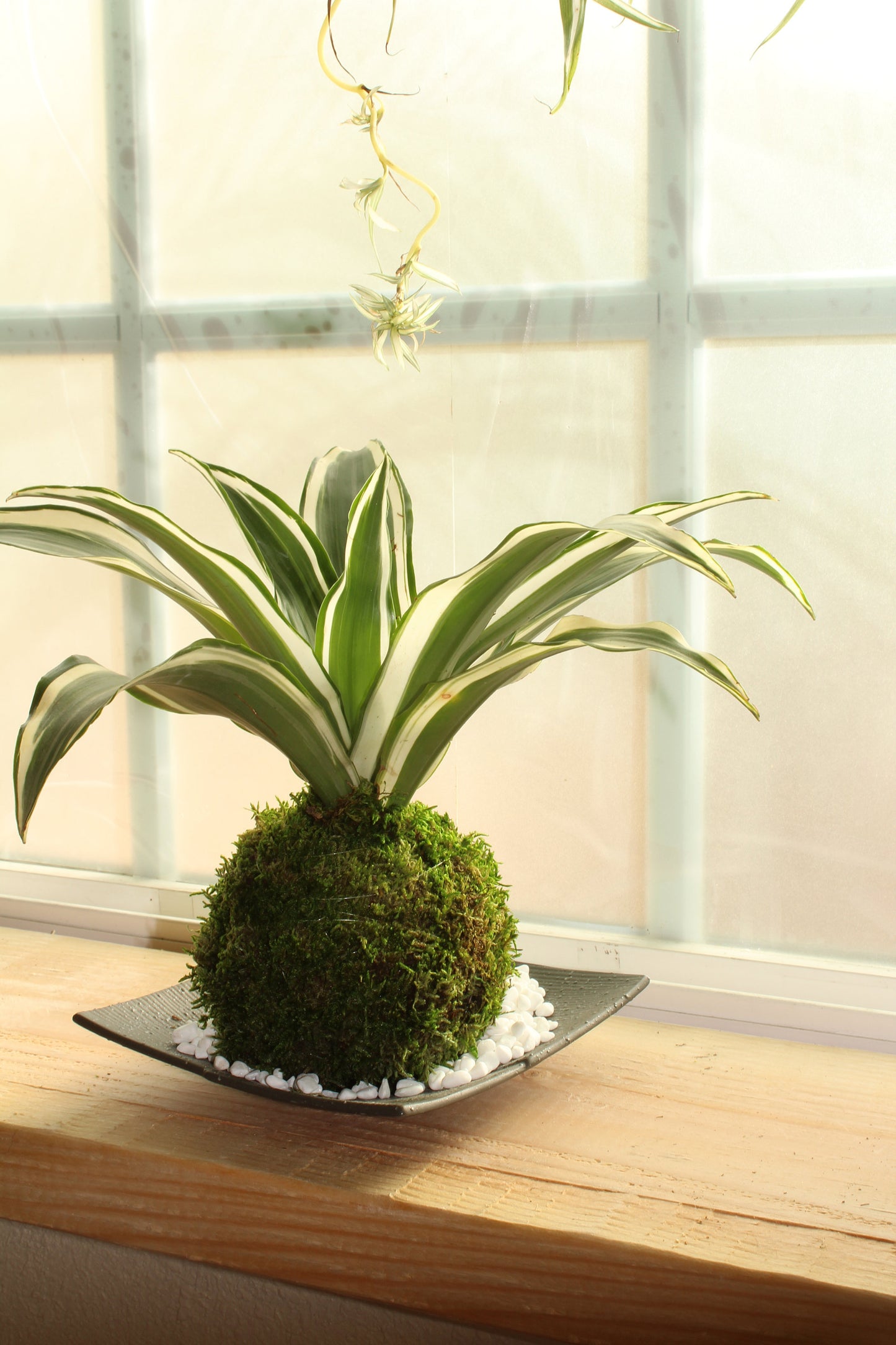 Dracaena Warneckii green & white combination color Kokedama - Moss ball