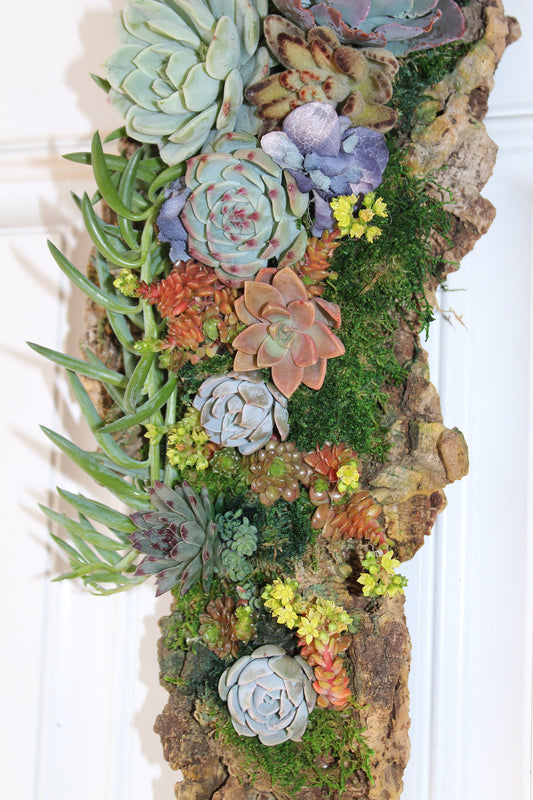 Vertical Wall decoration with assorted succulents on the cork board