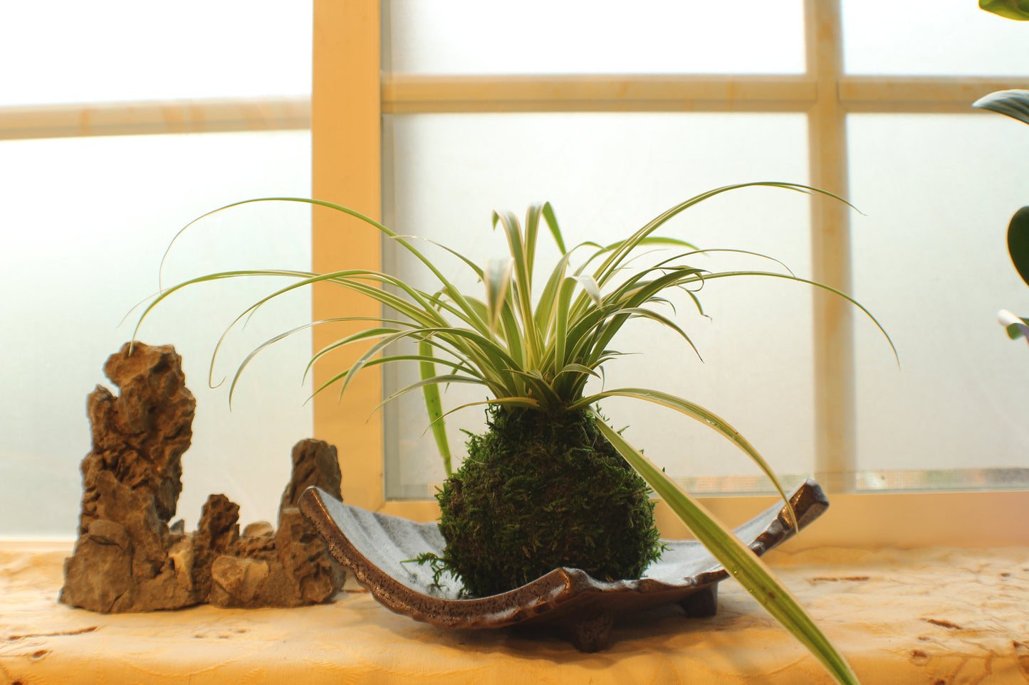 Spider plant (Chlorophytum comosum) Kokedama - Moss ball, One of NASA’s ‘Top Clean Air Plants!