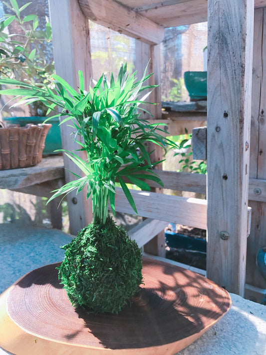 Parlor Palm Kokedama - Moss ball, Japanese ancient botanical technique.