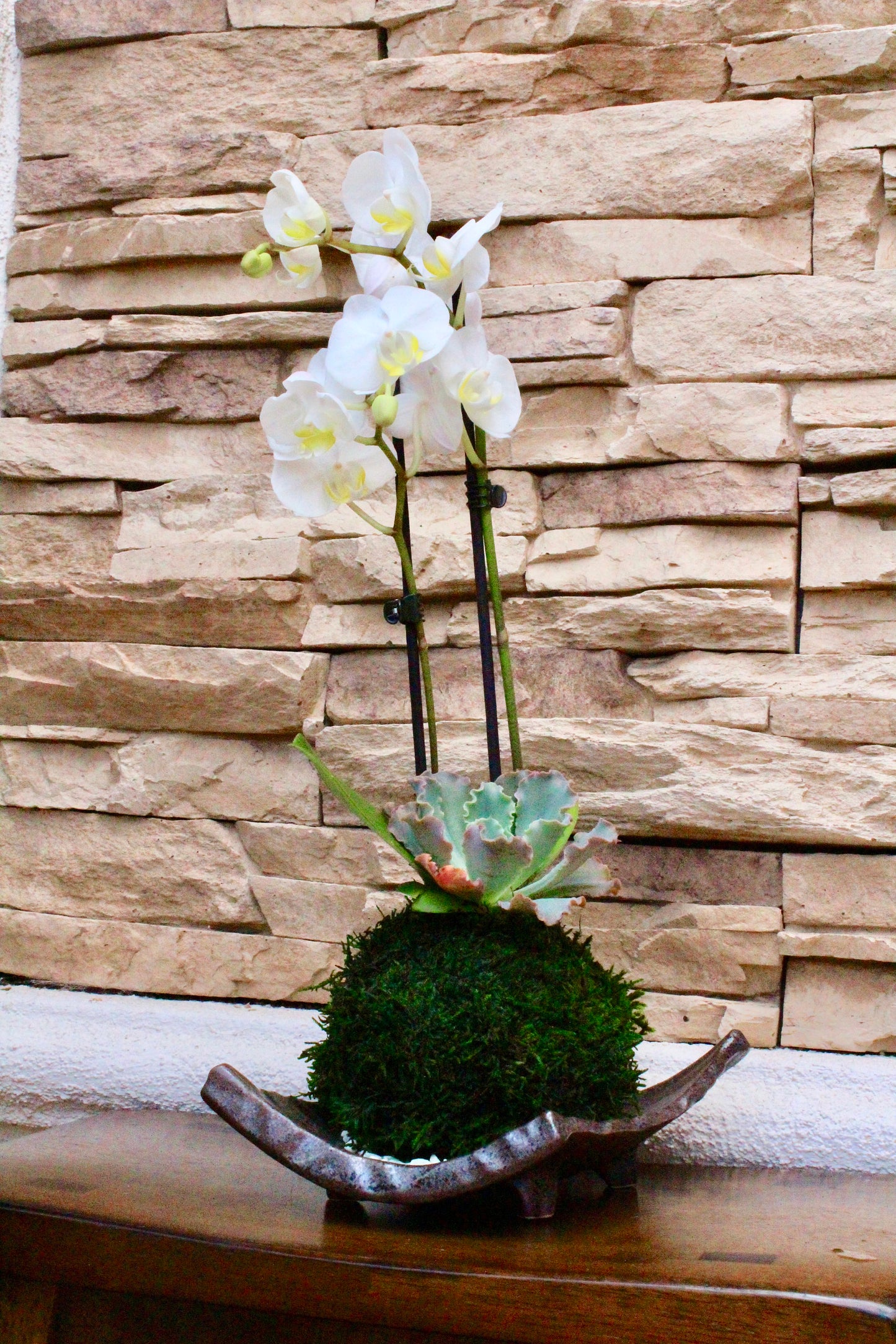 Kokedama - Moss ball with beautiful pure white orchid  with succulents, enjoy with succulent after orchid blooming!