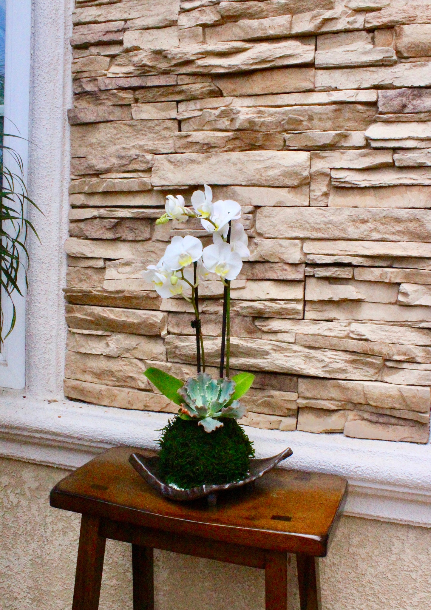 Kokedama - Moss ball with beautiful pure white orchid  with succulents, enjoy with succulent after orchid blooming!