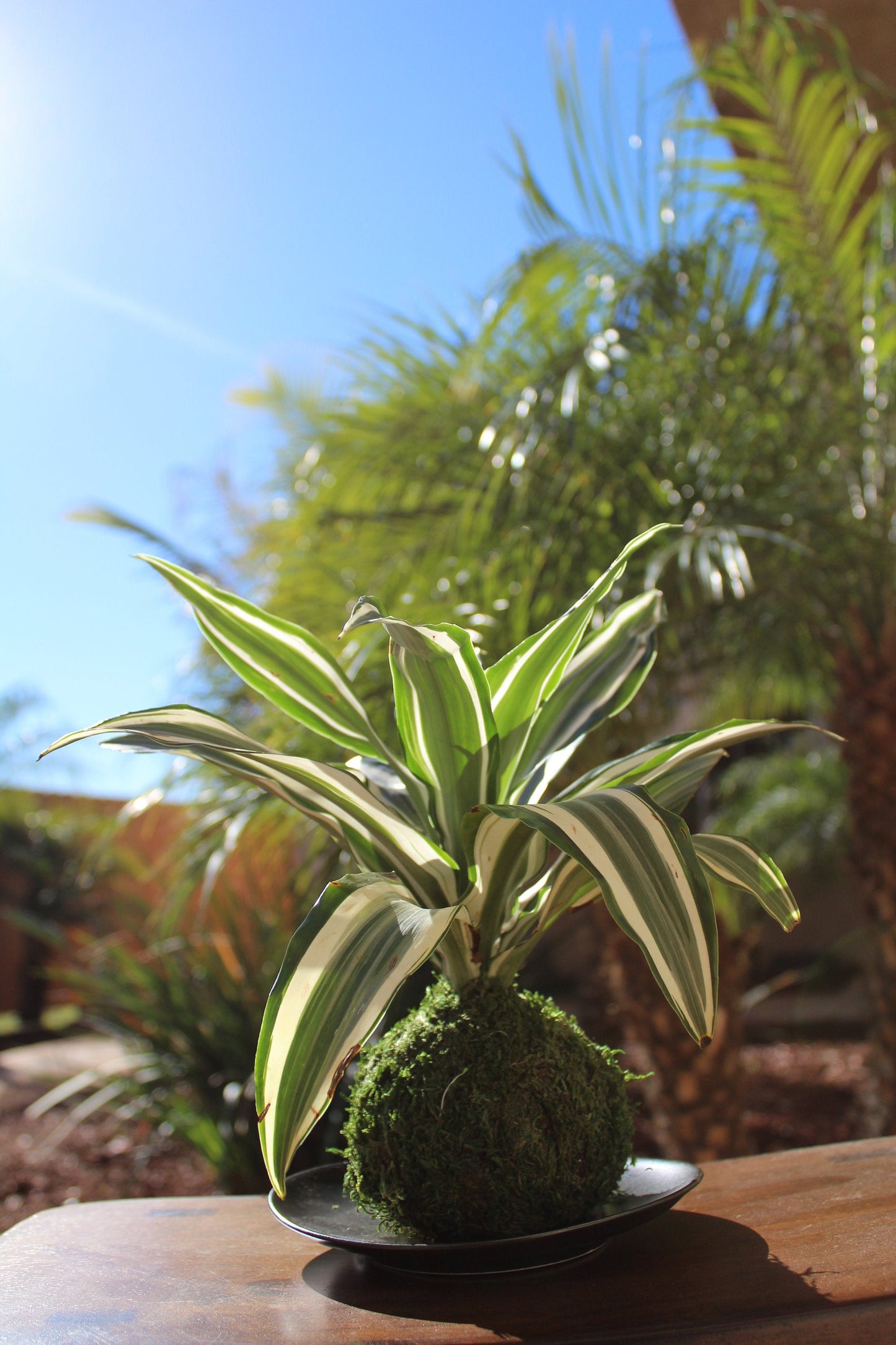 Dracaena Warneckii green & white combination color Kokedama - Moss ball