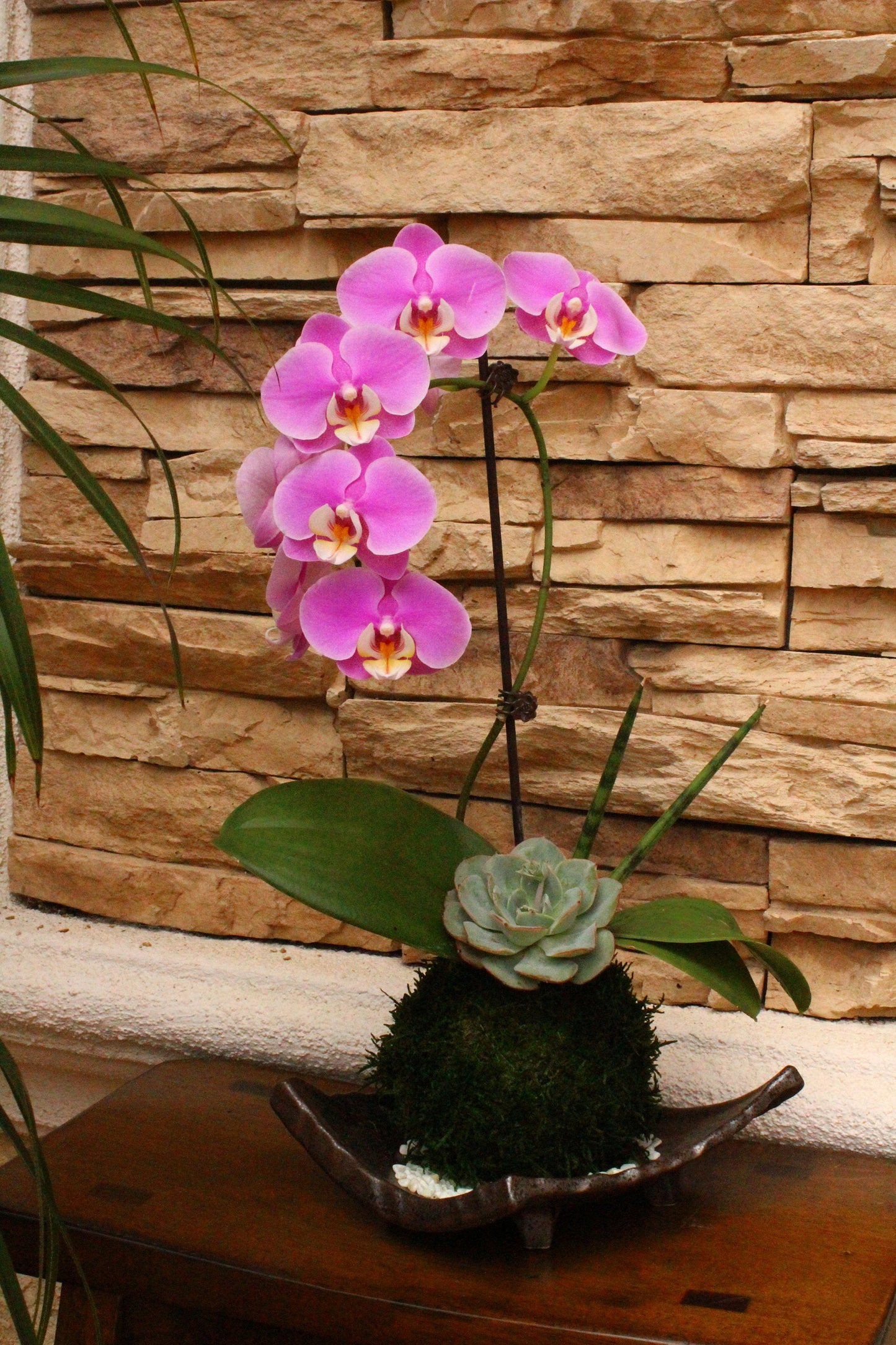 Kokedama - Moss ball with beautiful purplish pink orchid  with succulents, enjoy with succulent after orchid blooming!