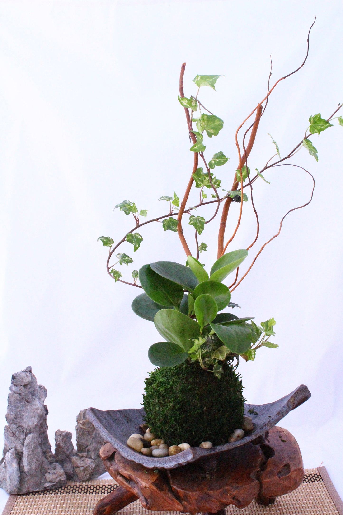 Arranged Kokedama with peperomia and ivy, Japanese traditional indoor moss ball garden