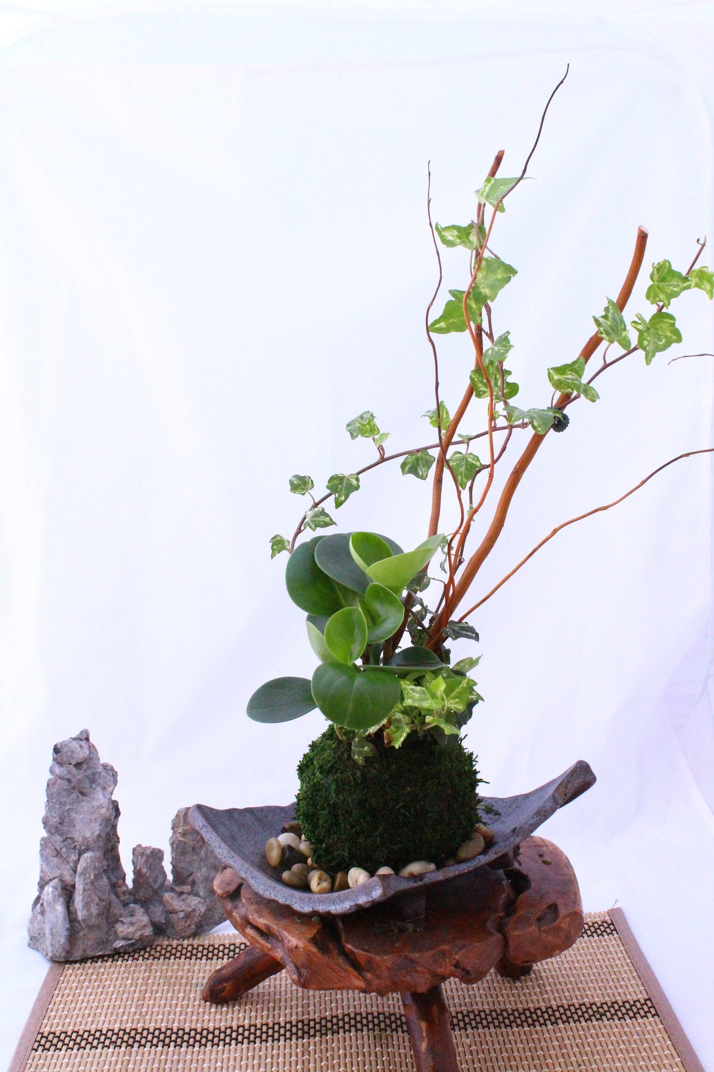 Arranged Kokedama with peperomia and ivy, Japanese traditional indoor moss ball garden