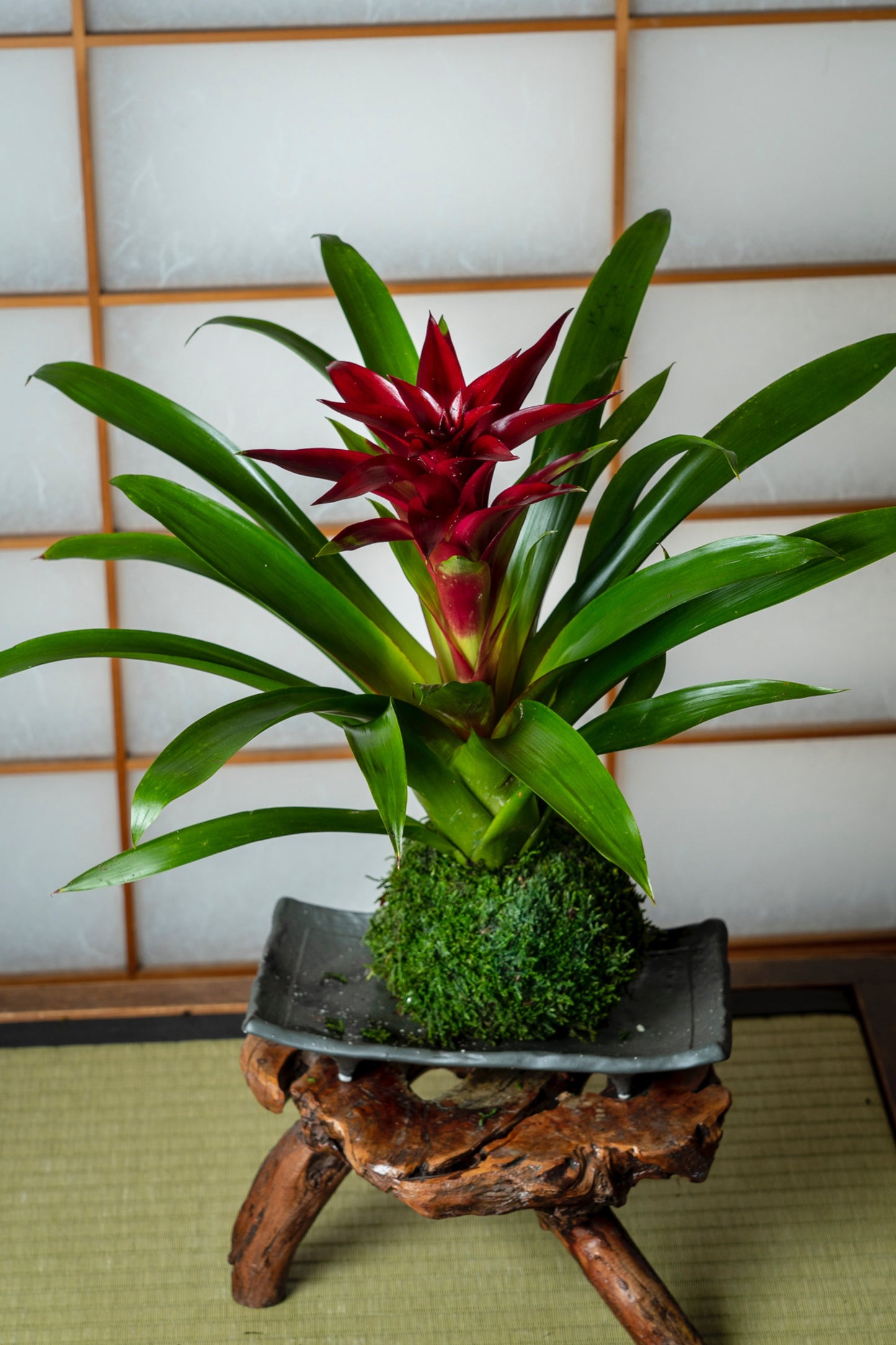 Lovely Burgundy colored Bromeliad Kokedama - Moss ball, Japanese indoor garden technique, cleanliness look live house decoration.