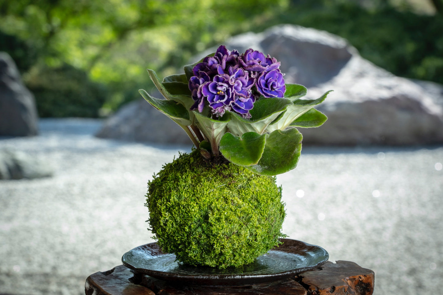 Purple African Violet Kokedama - Moss ball, Keep bloom perennial flowering plants.