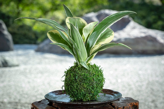 Mini Pepperomia & Dracaena Warenckii Kokedama, moss-ball, bonsai technique! Cleanliness look live plant house decor!