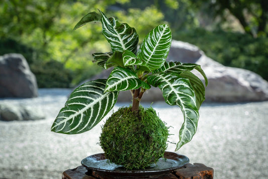 Zebra plant kokedama, mossball, Japanese traditional indoor garden technique.