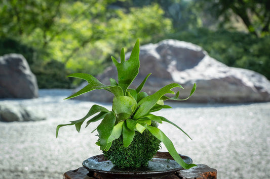 Japanese traditional indoor garden technique - Kokedama - Moss ball with Staghorn