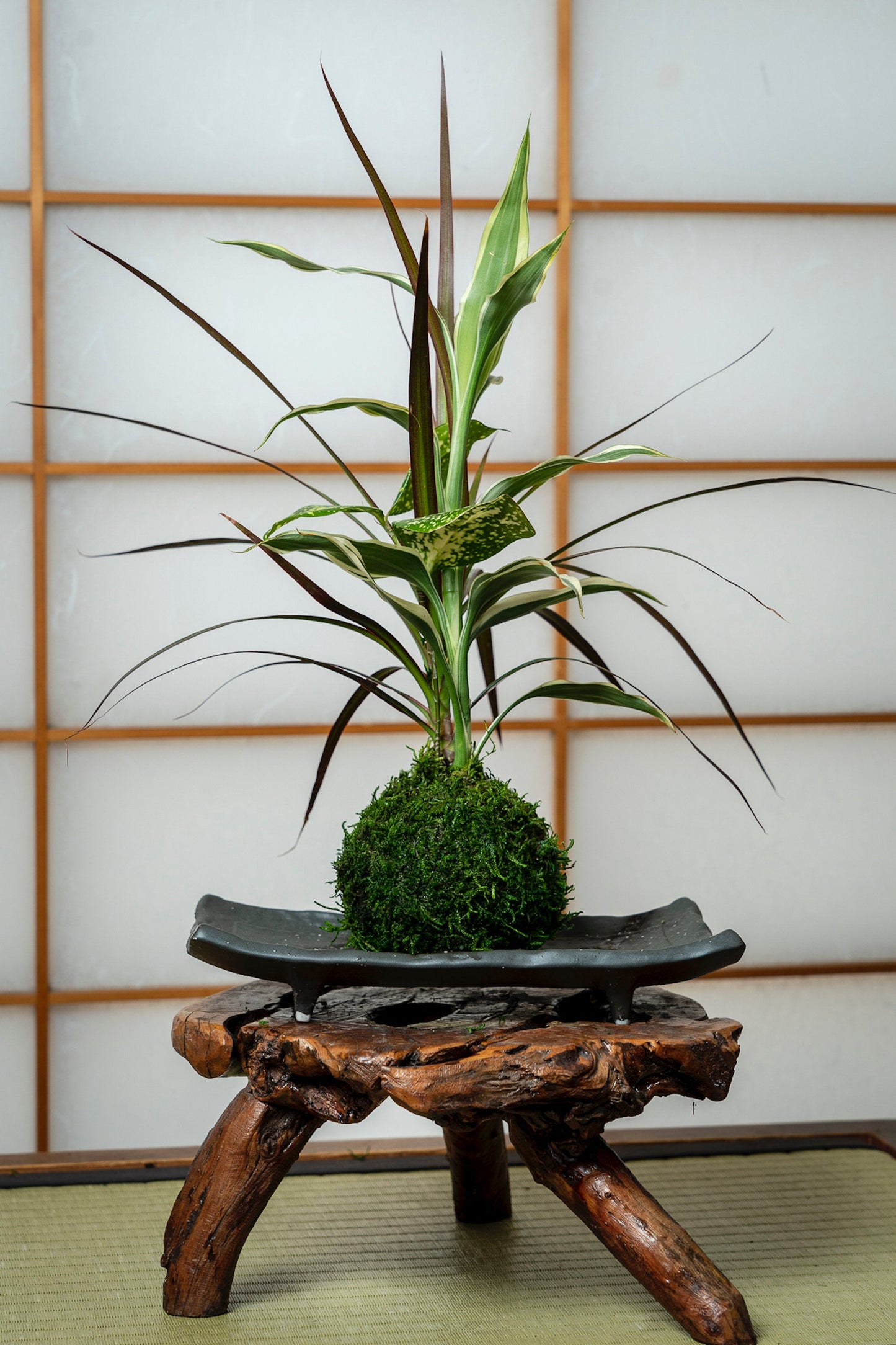 Dracaena Marginata with croton Kokedama, Bring tranquility to your house or office! Great way and easy care to keep house plant.