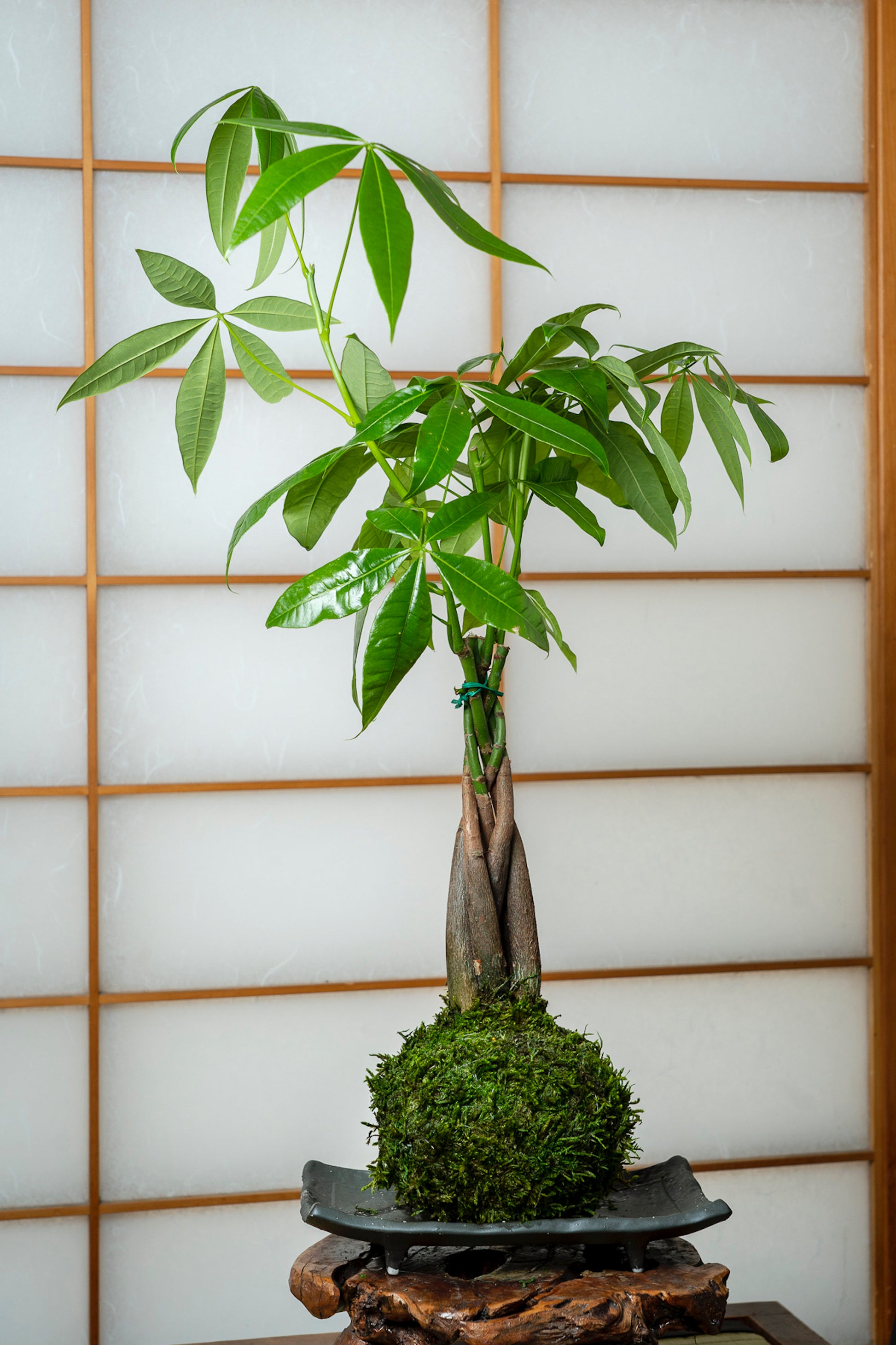 5 money tree Money Tree, Pachira Kokedama