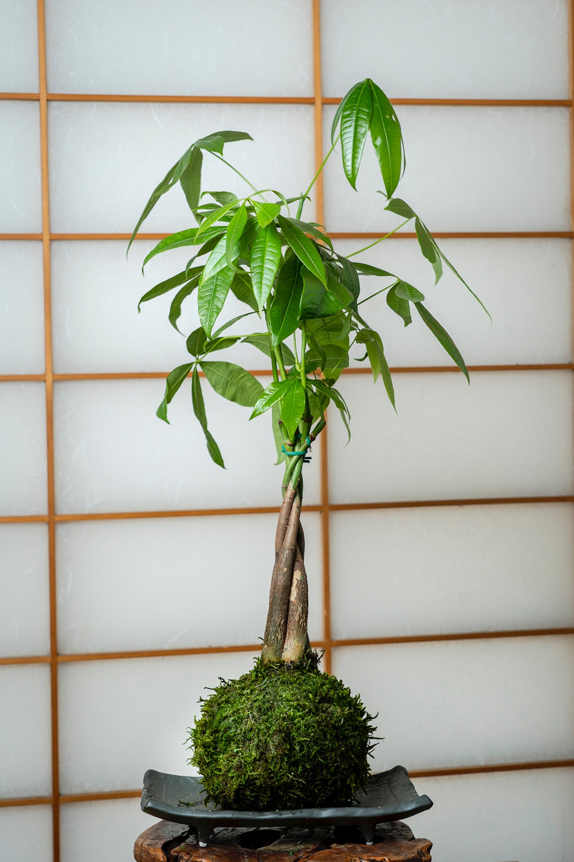 single money tree Money Tree, Pachira Kokedama