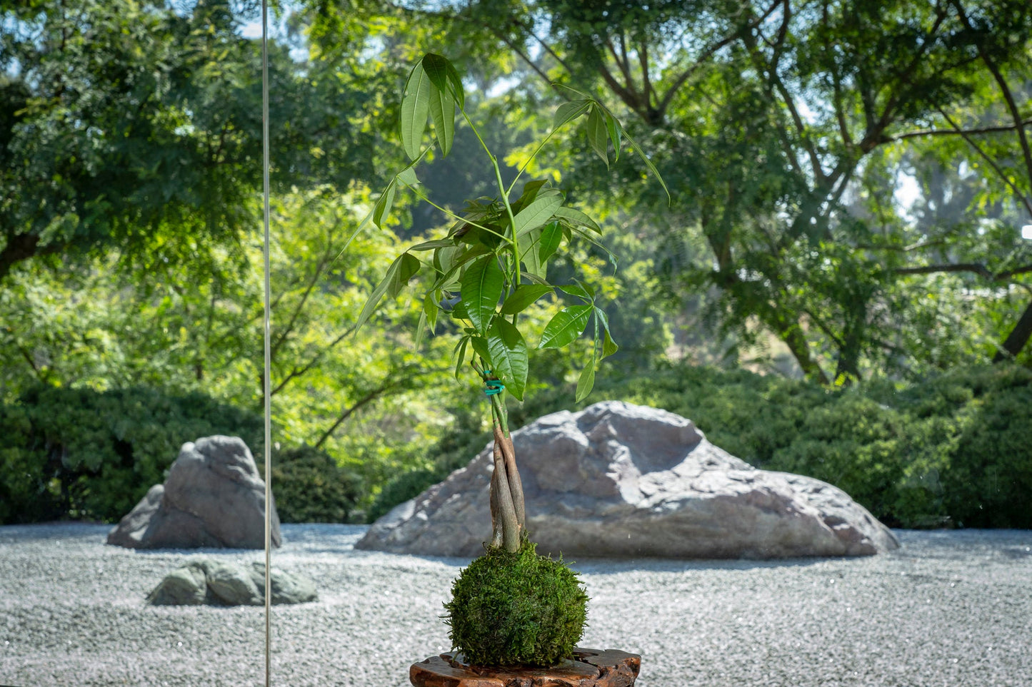 Money Tree, Pachira Kokedama - Moss ball, Feng Sui Lucky Plant, Bring you prosperity.