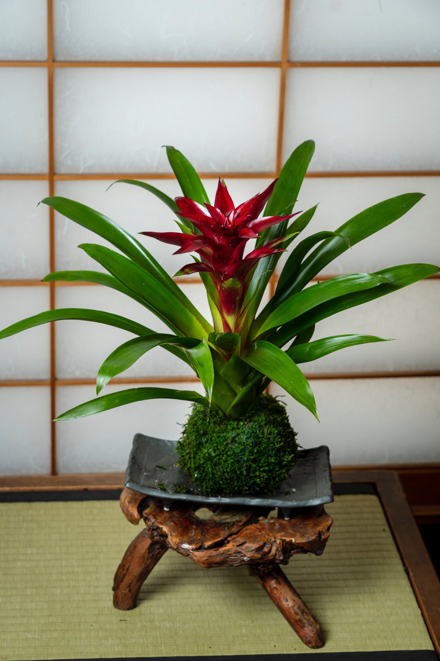 Lovely Burgundy colored Bromeliad Kokedama - Moss ball, Japanese indoor garden technique, cleanliness look live house decoration.