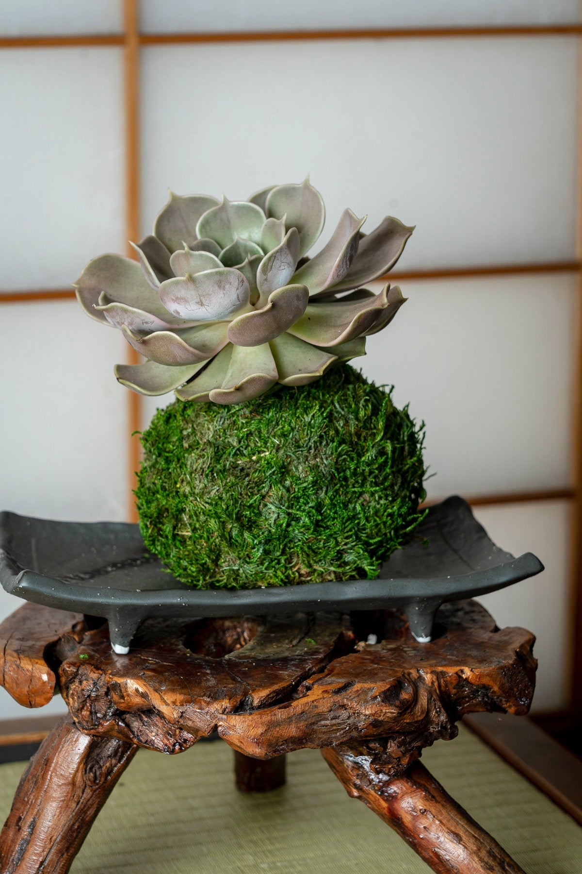 Rosette Succulent Succulent Large Kokedama - Japanese Living Art - Moss ball