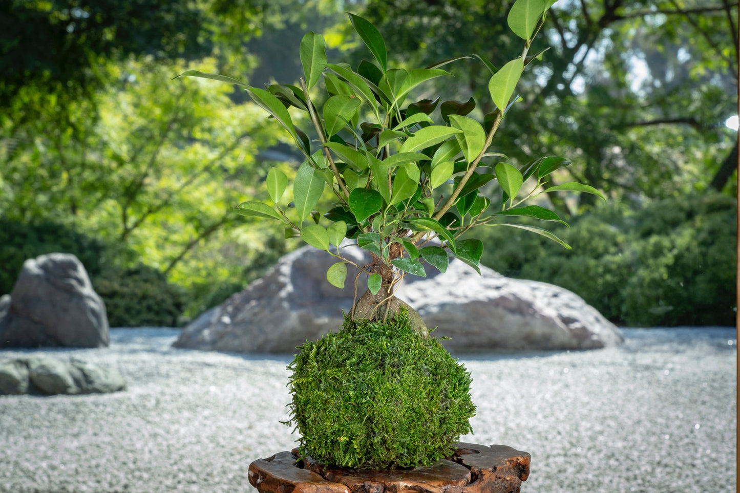 Banyan tree(Ginsen Ficus) Kokedama - Tree that bring happiness!