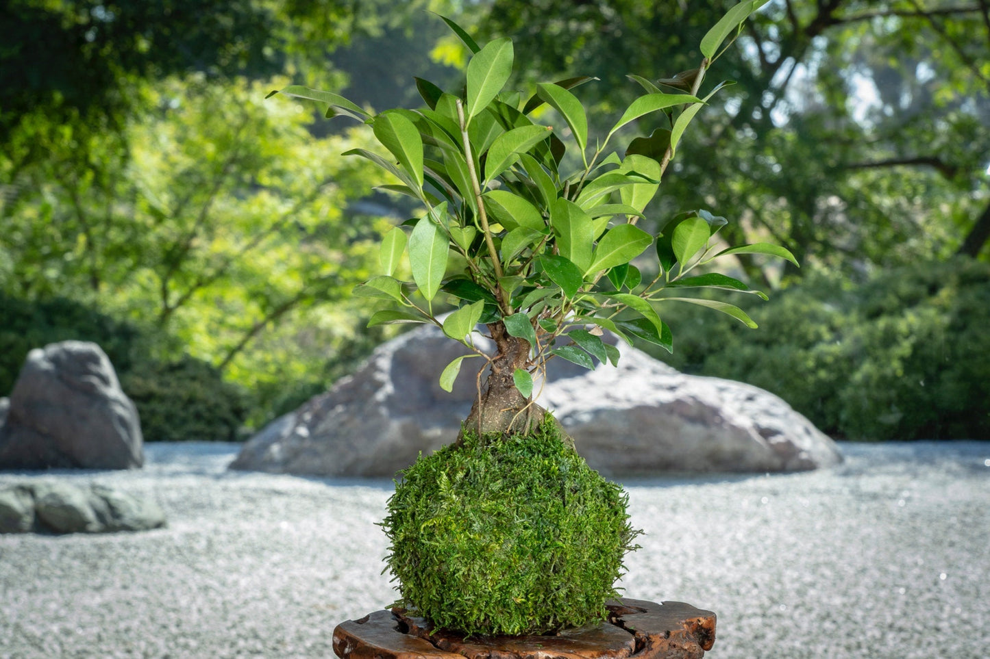 Banyan tree(Ginsen Ficus) Kokedama - Tree that bring happiness!