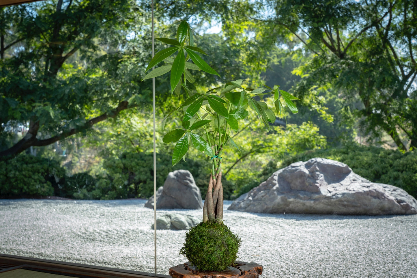 Money Tree, Pachira Kokedama - Moss ball, Feng Sui Lucky Plant, Bring you prosperity.