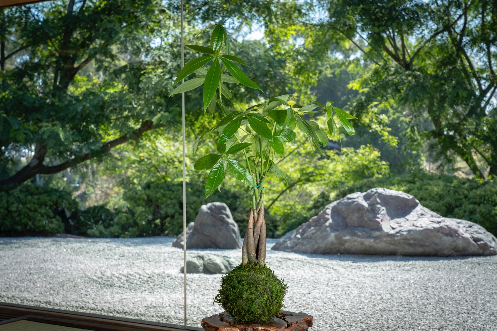 lucky trees for money Money Tree, Pachira Kokedama