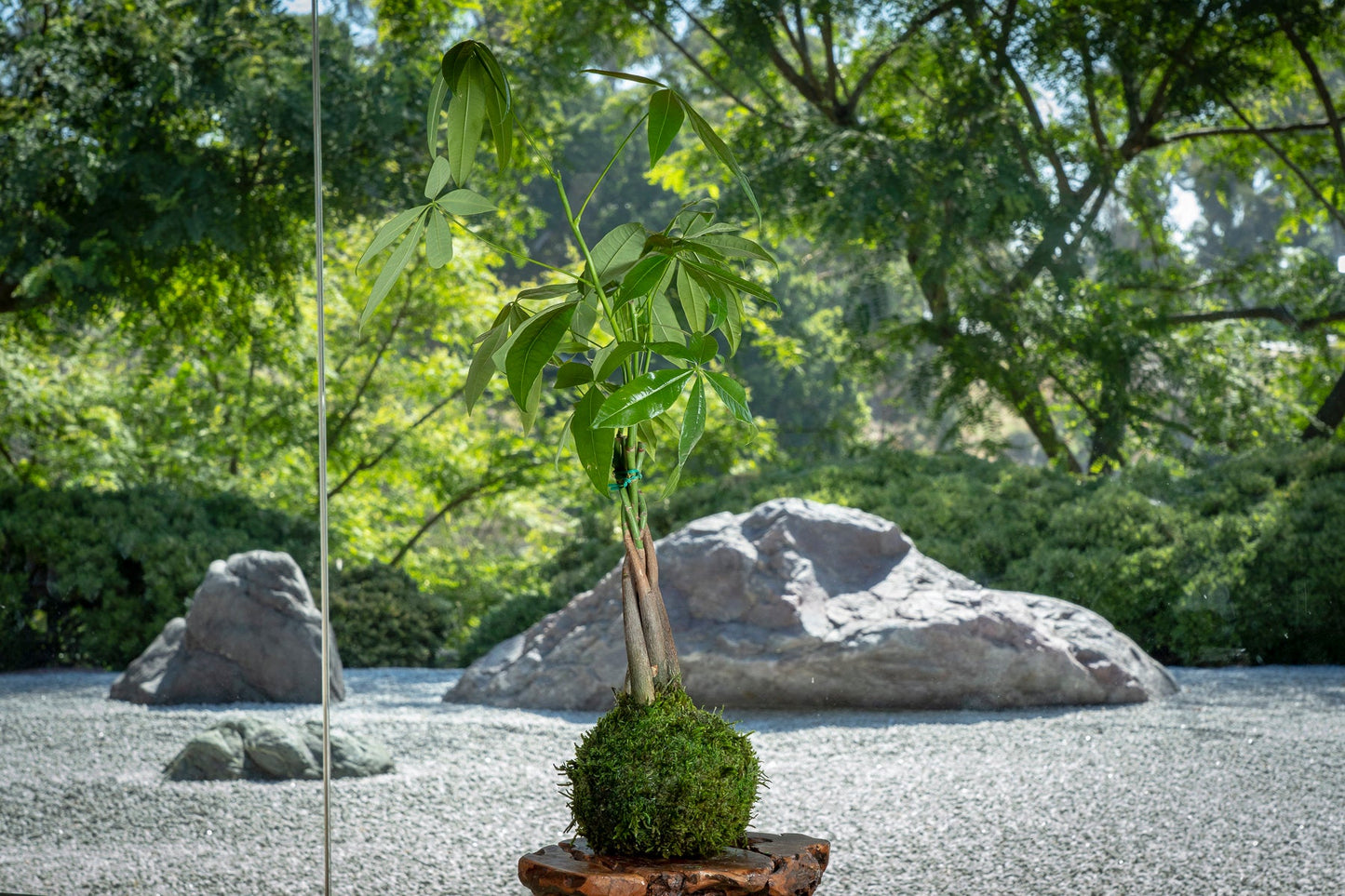 Money Tree, Pachira Kokedama - Moss ball, Feng Sui Lucky Plant, Bring you prosperity.