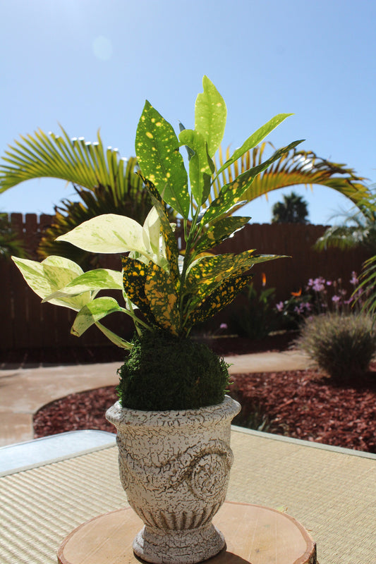 Pothos & Croton arranged  Kokedama - Moss ball, Living Japanese art, spin off of Bonsai!