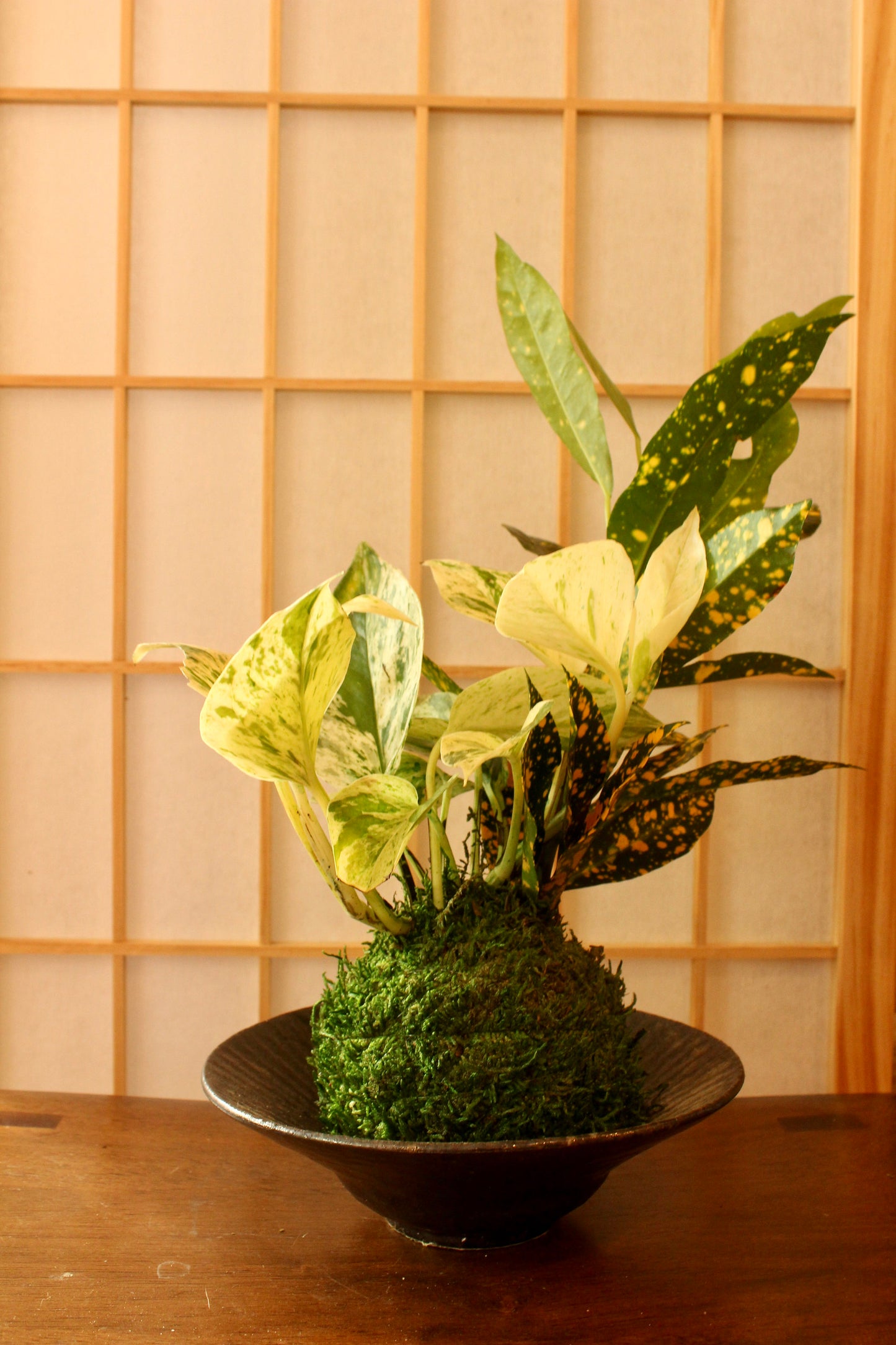 Pothos & Croton arranged  Kokedama - Moss ball, Living Japanese art, spin off of Bonsai!