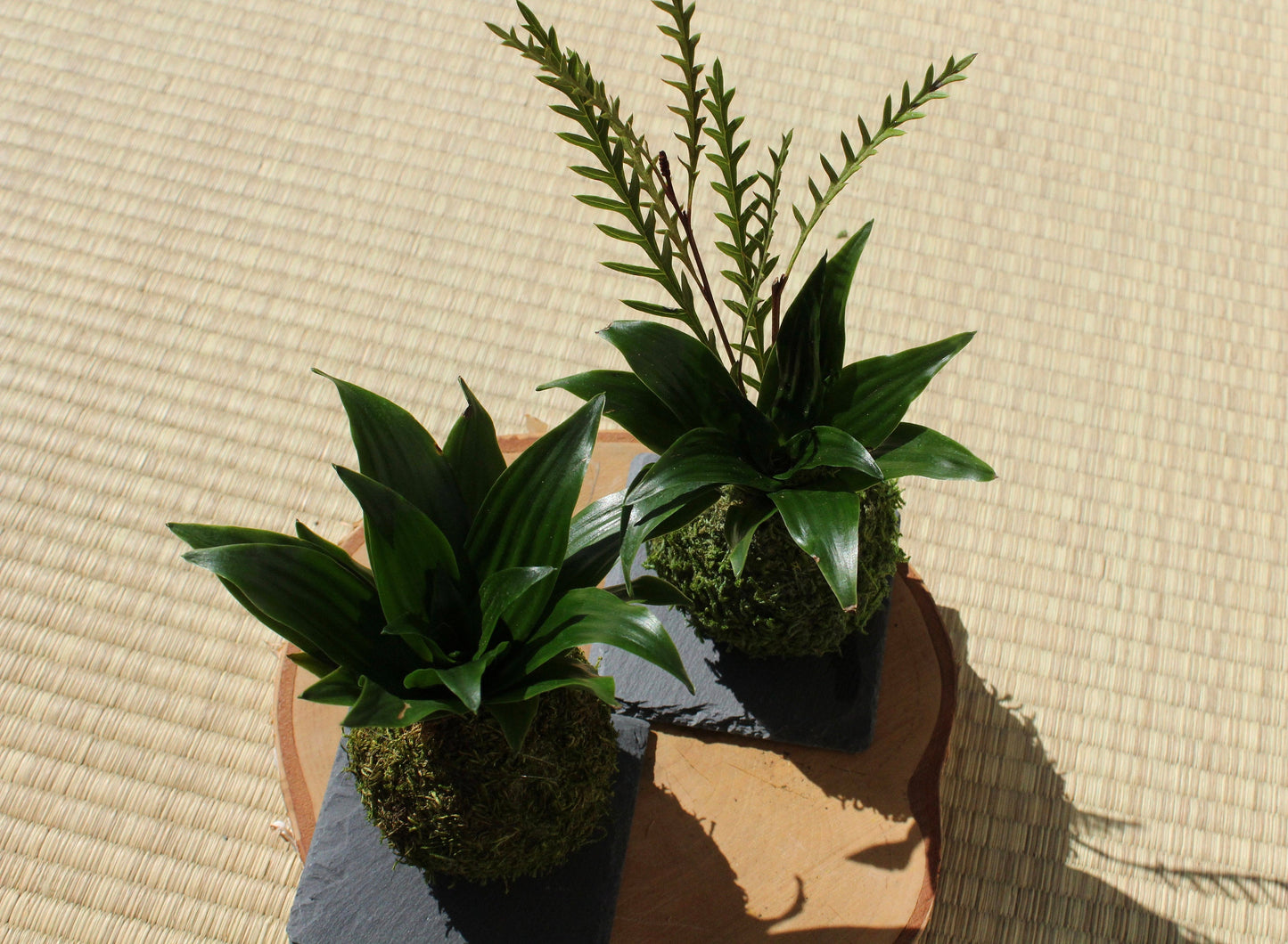 Mini Janet Craig plant  Kokedama - Moss ball, Living Japanese art, spin off of Bonsai!