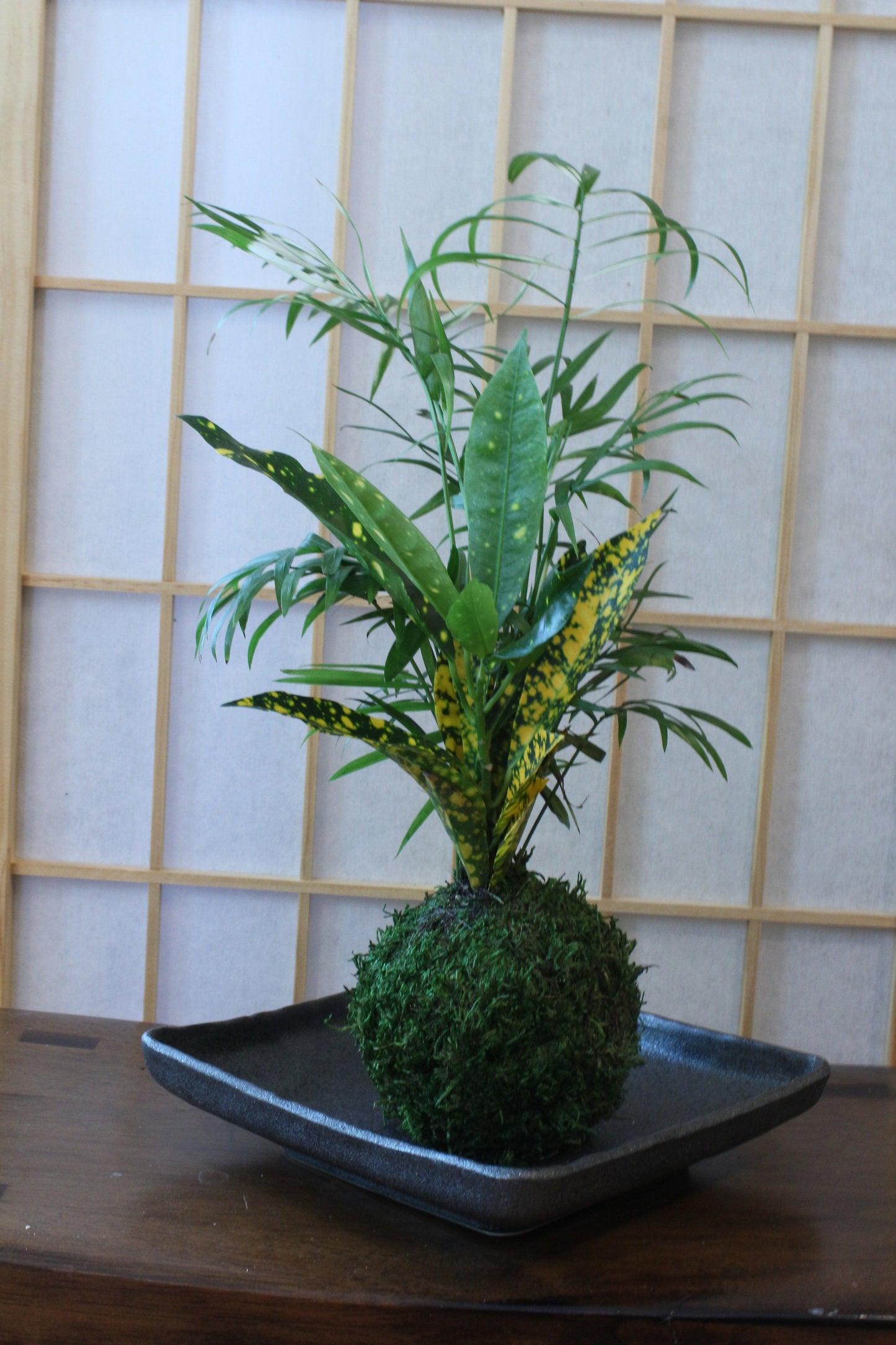 Parlor Palm and Croton arranged  Kokedama - Moss ball, Living Japanese art, spin off of Bonsai!