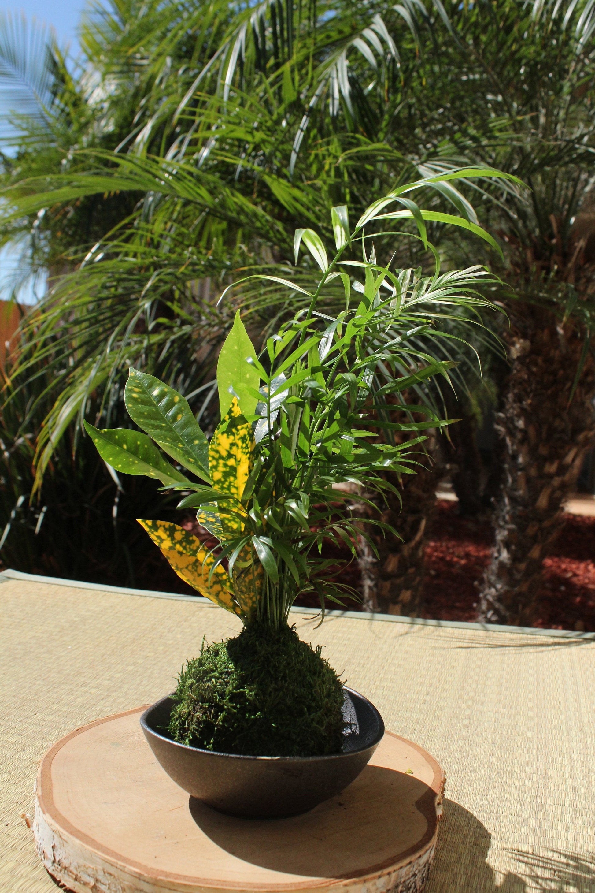 variegated parlor palm Parlor Palm and Croton arranged Kokedama