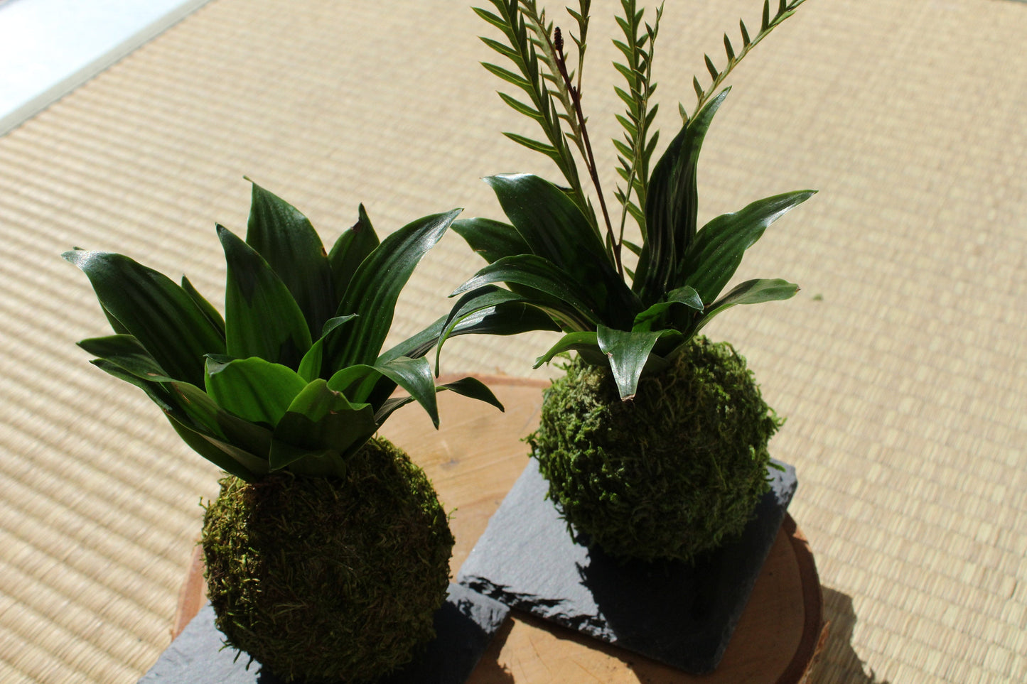 Mini Janet Craig plant  Kokedama - Moss ball, Living Japanese art, spin off of Bonsai!