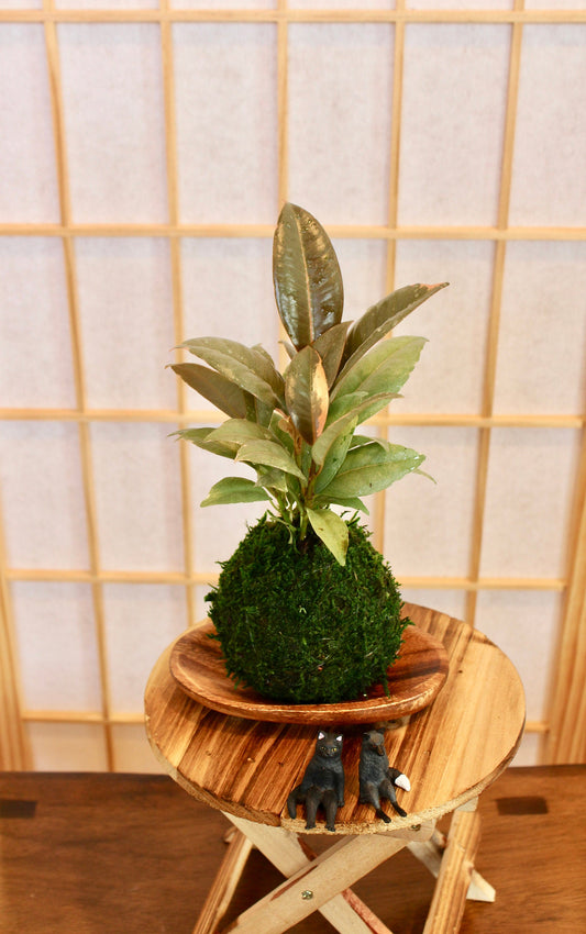 Rubber plant Kokedam,  Ruby | Ficus Elastica | Rubber Tree Variegated | Rubber Bush | Live Plant | Houseplant |